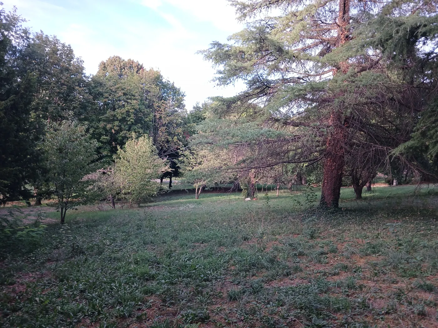 Le parc et ses grands arbres
