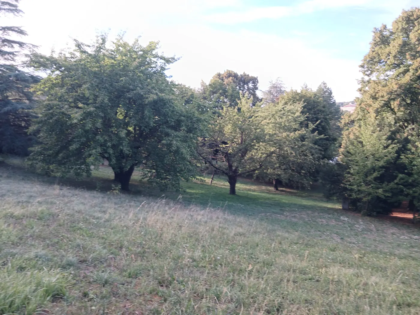 La prairie en pente et les grands arbres